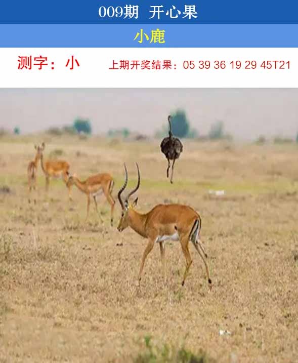 009期开心果[图]