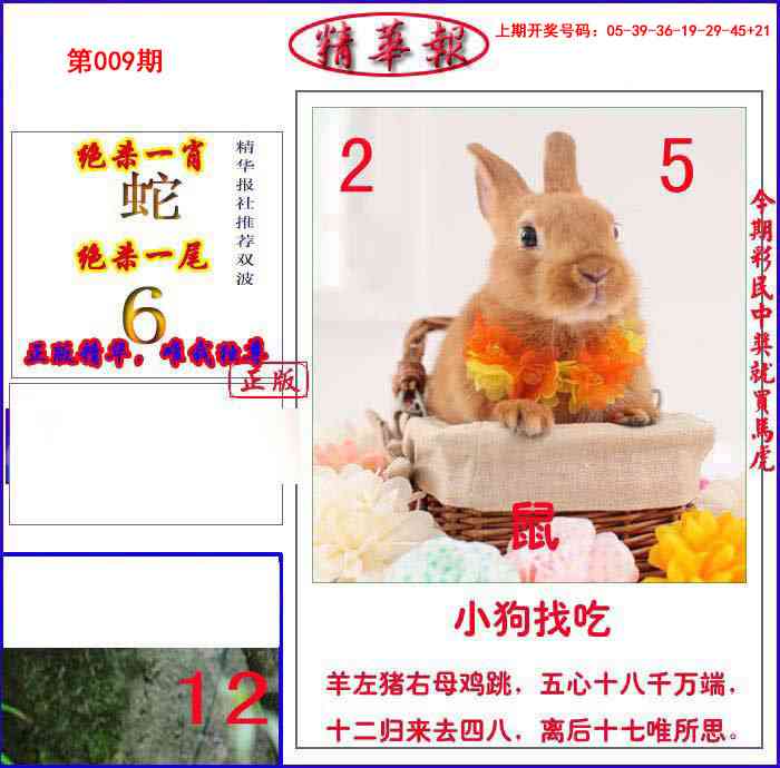 009期新精华报报[图]