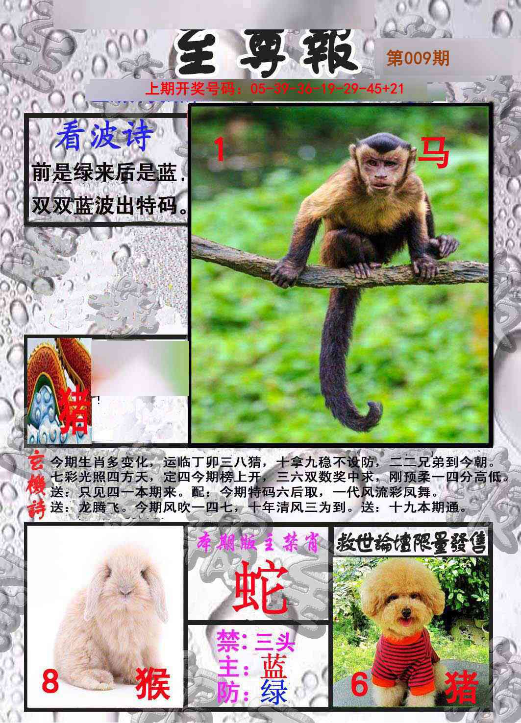 009期至尊报[图]