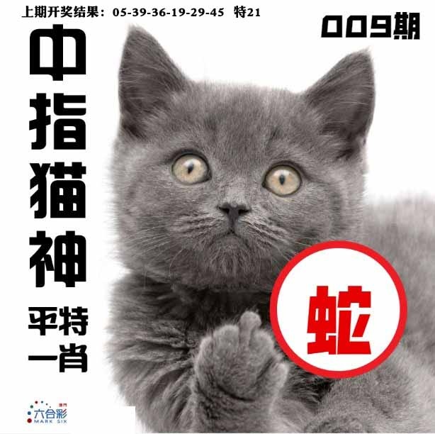 009期中指猫神[图]