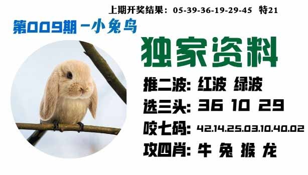 009期小兔鸟[图]